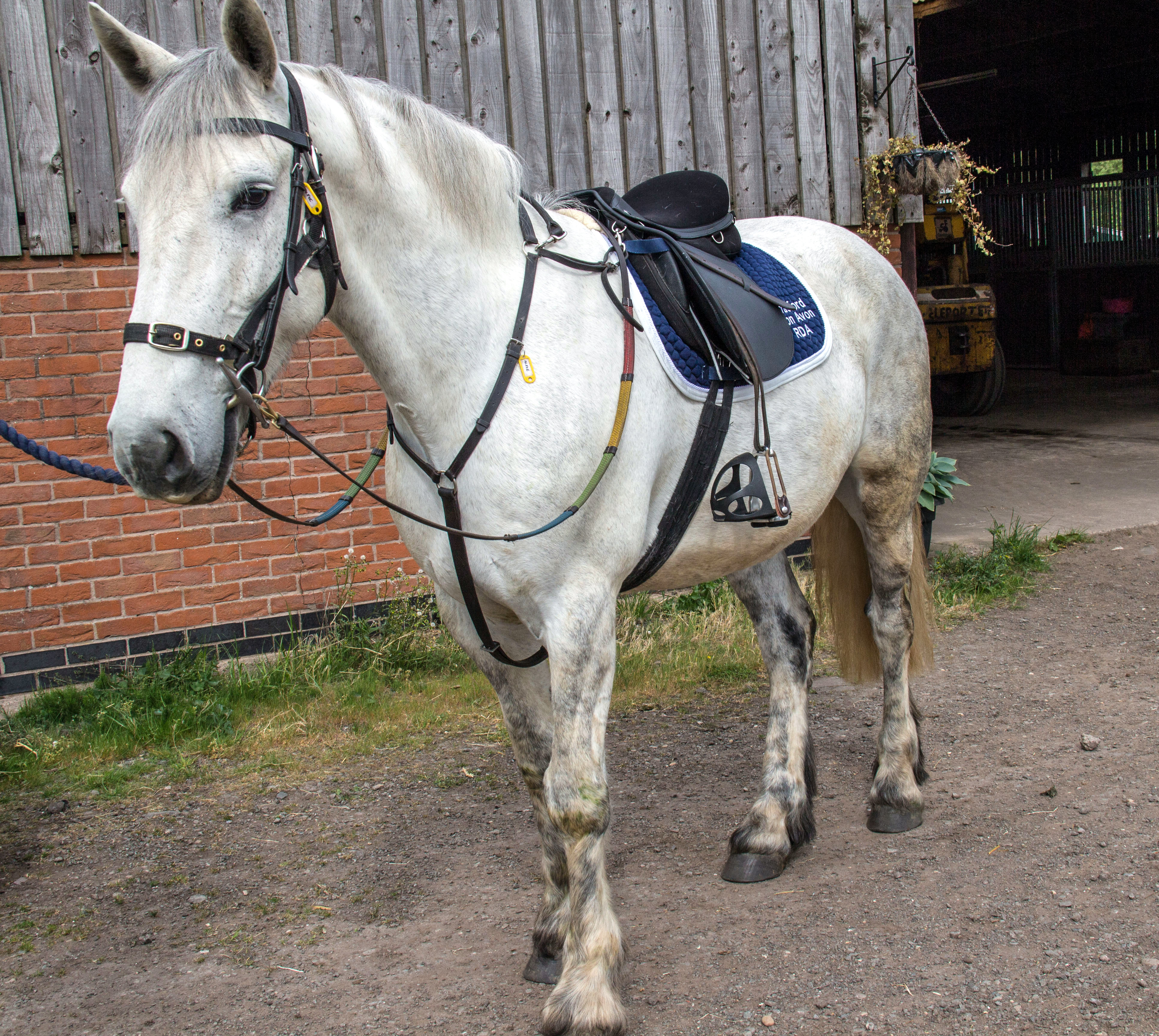 Thumbnail image for New Saddle for Alfie
