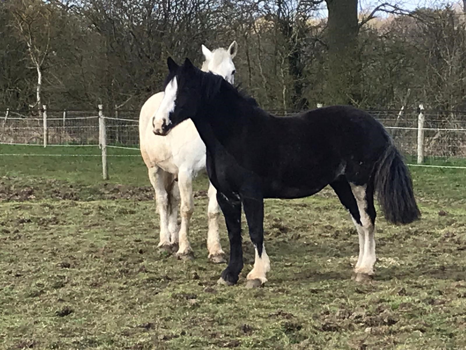 Thumbnail image for Happy Days for our ponies