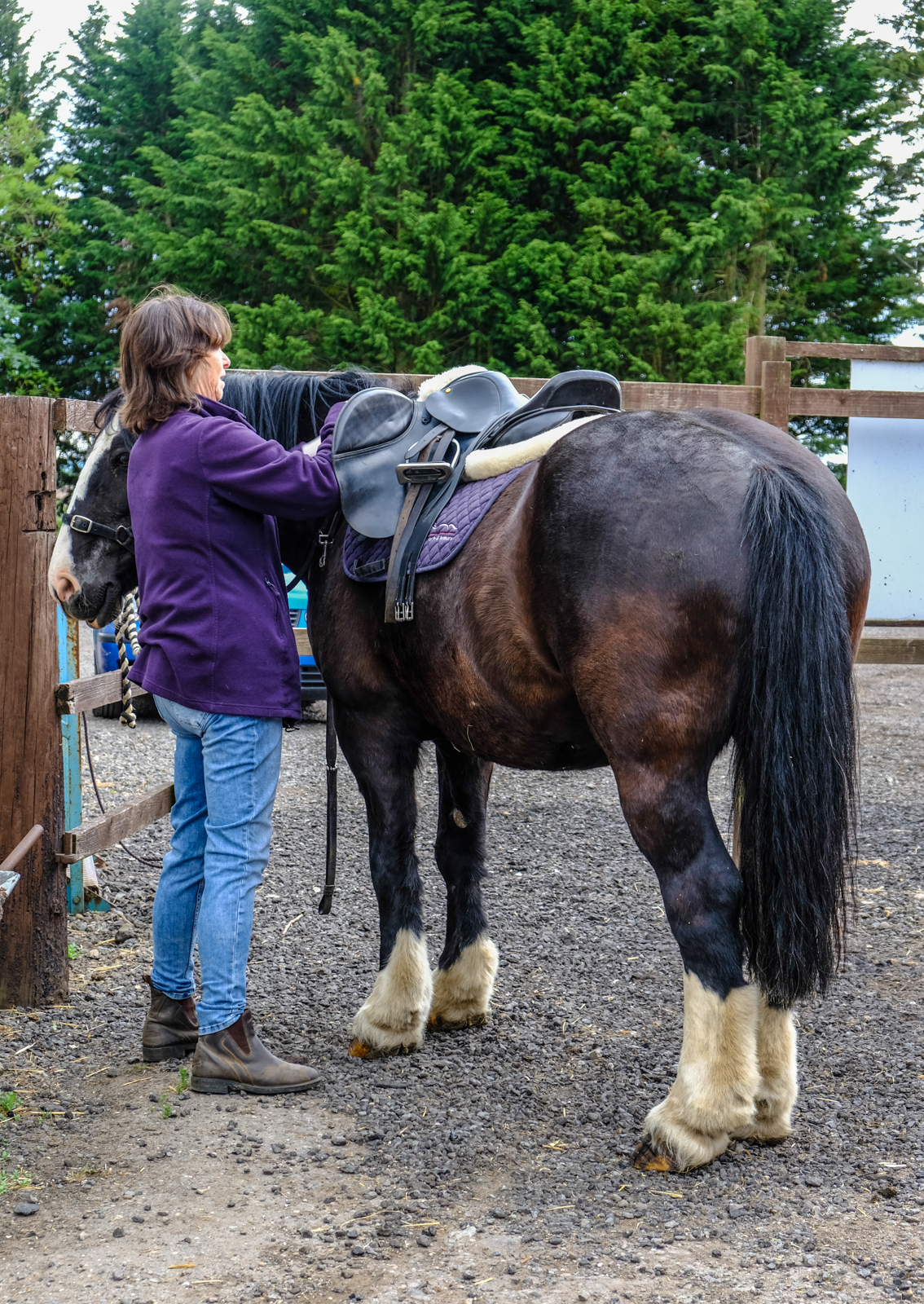 Post image for Horses and Ponies happy to see our vounteers