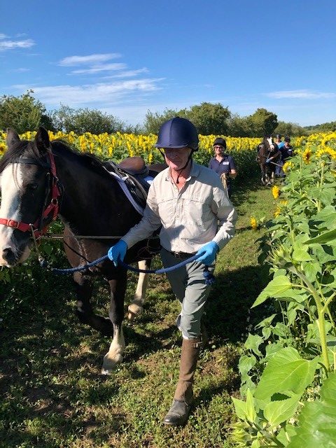Thumbnail image for Sun & Sunflowers at the stables