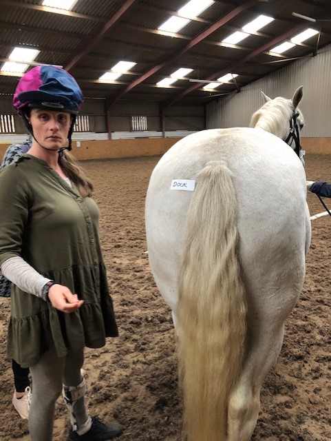 Thumbnail image for Fi learns horse anatomy