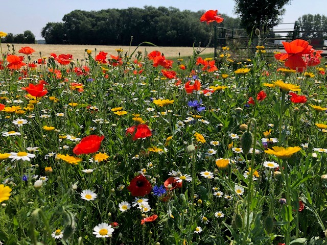 Post image for Summer on the farm